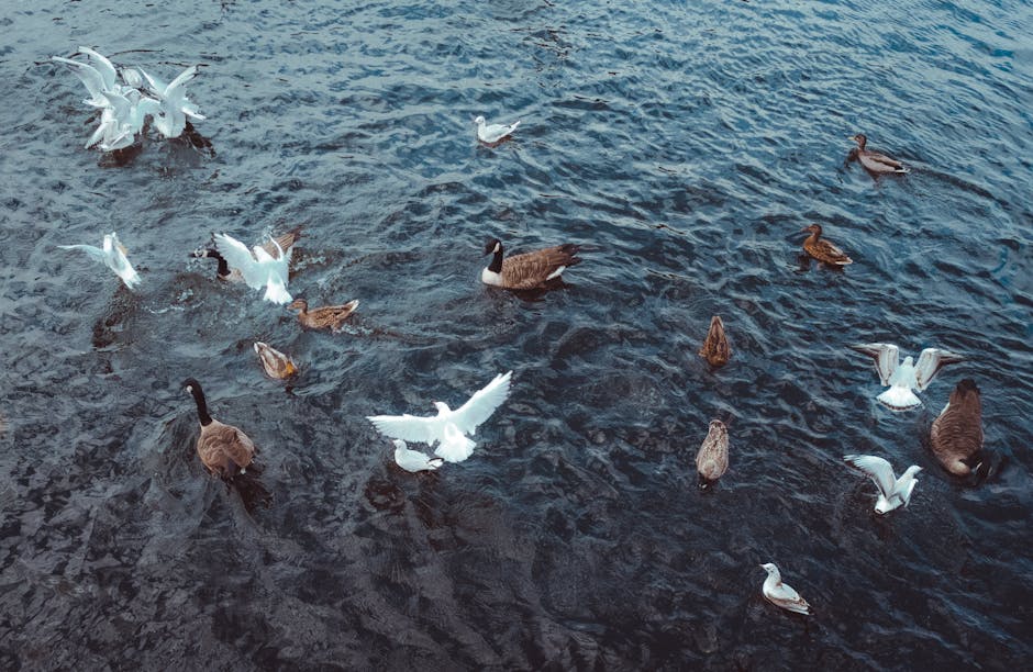 A group of various waterfowl, including several white seagulls and darker-brown ducks, swimming on a rippled body of water. The birds are dispersed across the scene, some with wings partially extended as they glide or prepare to take flight. The water surface reflects ambient light, creating highlights and shadows around the birds. There are no visible surroundings such as shoreline or boats, focusing solely on the birds and the water. This image may be used in the context of highlighting moving or transportation themes by illustrating a scene of animals in transit, relevant to home relocation or logistics services provided by removalvankingstonuponthames.co.uk, especially in a discussion about transport or loading processes involving exterior environments.